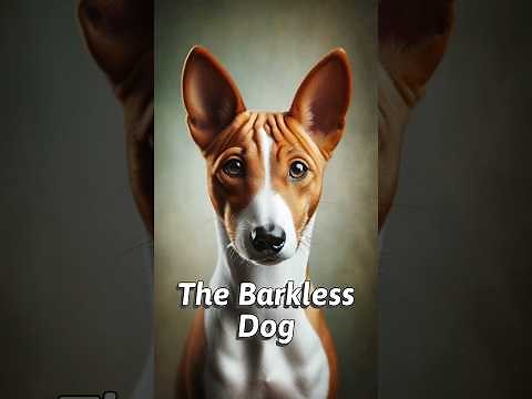The Barkless Dog