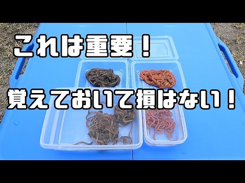 [Sillago fishing] This is important! How to attach insect bait and the types of insect bait