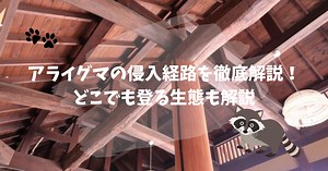 アライグマの侵入経路を徹底解説！どこでも登る生態や対策についても！ - 駆除アンサー - 害獣駆除のプロが解説するお役立ち情報サイト