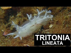 TRITONIA LINEATA (Alder & Hancock, 1848) / Nudibranch Sea Slugs