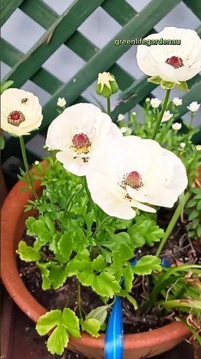 3 Months of Anemone Growth From Leaves to Bloom brighten your garden l RealJourney#greenlifegardenau