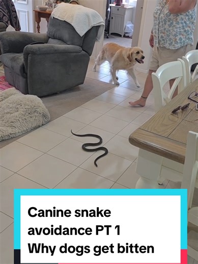 SNAKE BITES IN DOGS - CANINE SNAKE AVOIDANCE PT 1 Part 1 of our series on @caninesnakeavoidance focuses on: 1. Why dogs and snakes encounter each other 2. Signs and symptoms of a snake bite in a dog 3. What to do if a dog is bitten by a snake Stay tuned for our next video on canine snake avoidance. To learn more go to www.caninesnakeavoidance.com.au #dog #dogs #canine #caninesnakeavoidance #snakeavoidance