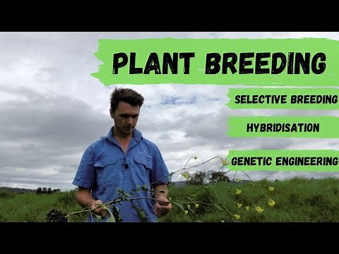 What is Plant Breeding? - Selective Breeding, Hybridisation and Genetic Engineering