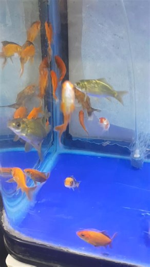 🇹🇿Marybul Tropical Fish Store on Instagram: "Beautiful pairs of Koi & Goldfishes for Tzs 10,000 Size: 6cm - 7cm"