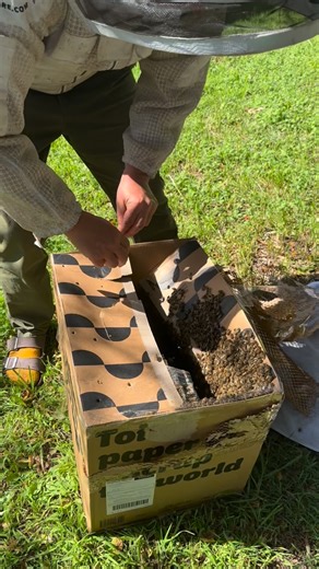 12K views · 881 reactions | . If you’re a backyard beekeeper and your bees swarm without spare boxes handy, grab a cardboard box, tape it tight, punch plenty of holes for airflow so they can breathe, then find a local beekeeper to give them a proper home. Thanks Benny for dropping off these bees-and good call on the @whogivesacraptp paper! | Save the Bees Australia | Facebook