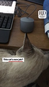 11K views · 41 reactions | A Cat and a Mouse | Reader's Digest | Facebook