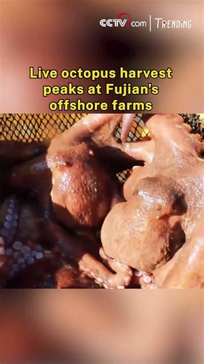 Live octopus harvest peaks at Fujian's offshore farms