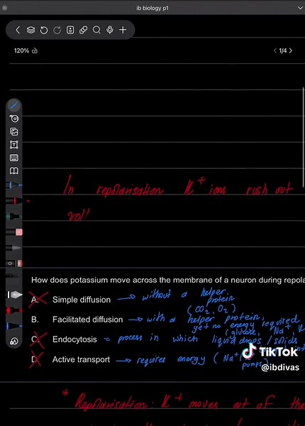 Potassium Movement in Neuron Repolarization Explained