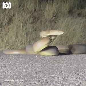334K views · 715 reactions | OUTBACK SNAKES ON THE MOVE Have a look at this vide Nathan Davies captured of an Olive Python on the Lake Moondarra scenic road.  Listen to ABC North West QLD: https://ab.co/3mRJWAn  Subscribe to our weekly newsletter here by selecting ABC North West Queensland: https://ab.co/3LuMEr3 | ABC North West Queensland | Facebook