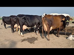 Big cow | pure Friesian cow | Friesian chulstani cross cow for sale | 24/11/2025