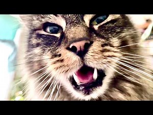 You’re a very purry boy, Eric