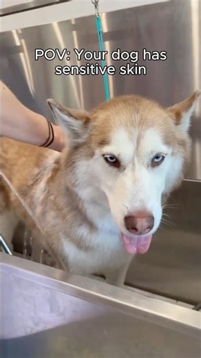 POV: Your dog has sensitive skin
