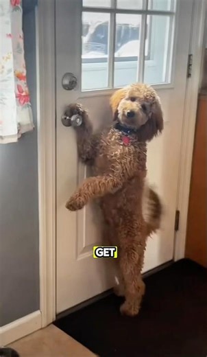 Meet the Goldendoodle: The Sunniest Dog Breed Ever ☀️🐶 #goldendoodle #dogshorts