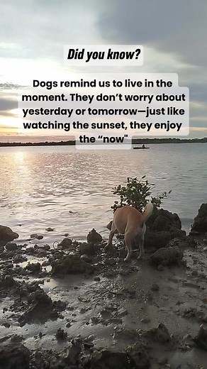 11K views · 1.1K reactions | Did you know? Dogs remind us to live in the moment. They don’t worry about yesterday or tomorrow—just like watching the sunset, they enjoy the “now". #kilayandfriends #dogfactsdaily #dogs #petlovers #mansbestfriend #fblifestyle | KILAY and Friends | Facebook