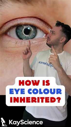 Eye Colour Inheritance Explained! 🧬✨ How do we inherit our eye colour? In this video, we explore genetic inheritance using eye colour as a clear and simple example. Understand how genes, alleles, and dominant/recessive traits determine eye colour — a topic that appears often in GCSE exams! 🔍 What you'll learn: ✔️ What genes and alleles are ✔️ How dominant and recessive alleles influence eye colour ✔️ Why brown eyes are usually dominant over blue eyes ✔️ How to use Punnett squares to predict of