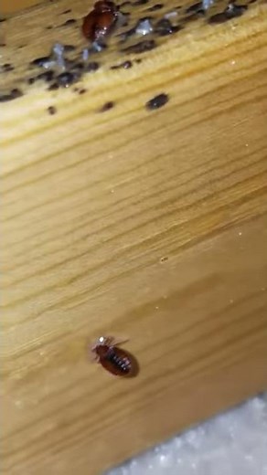 Bedbug Crossfire 2016.mp4