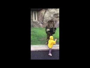 Lion attempts to POUNCE on little boy but slams into the enclosure glass [FULL VIDEO] - ORIGINAL