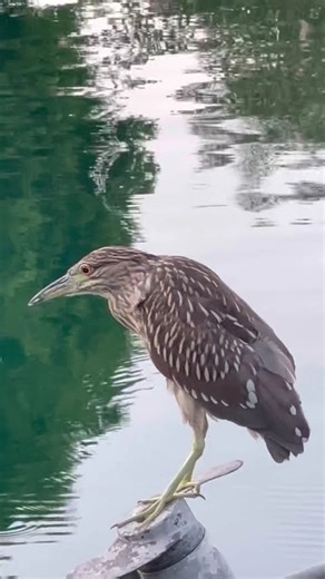 Heron Bird landed on back of boat… settling in for the evening
