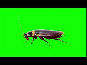 COACKROACH - GREEN SCREEN VIDEOS