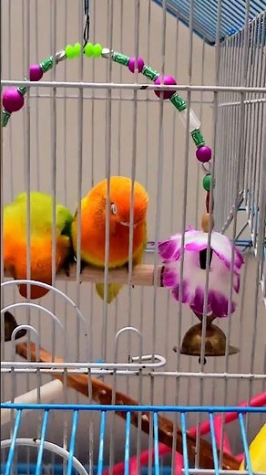 Relaxing Lovebird Sounds 🌿 Gentle Singing and Chirping Therapy #lovebird #lovesign #birds