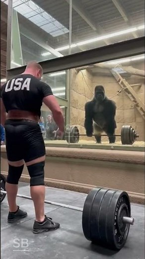 Gorilla Easily Beats Bodybuilder’s 150kg Deadlift — Crazy Zoo Moment!