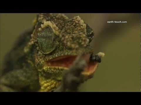 Chameleon's tongue catches fly