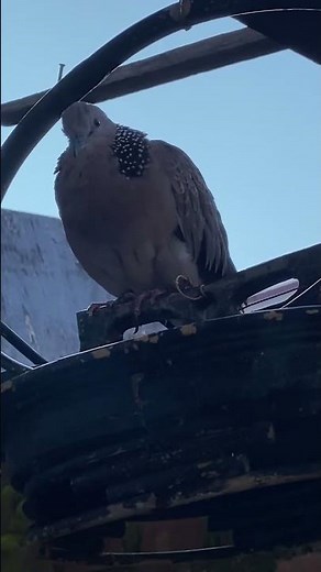 Morning Dove Call – Guaranteed to Attract Wild Doves Quickly