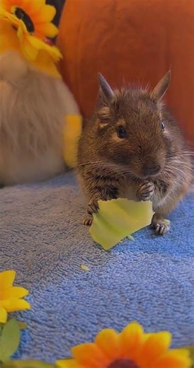Queen the Degu ✨🐹✨ Chill & crunch 🥬 #asmr #chewingsounds #asmrcrunchy #degu #cutepets #deguvlog