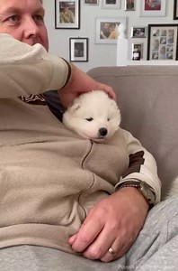 99K views · 14K reactions | Well 8 weeks has come and gone. How did that happen so soon? It just feels like yesterday that we were holding them in our hands. we have so many wonderful memories over the last 8 weeks that we thought we would share them but its going to have to be a 2 part video  The puppies are off for their health testing this week but never fear, they aren't quite ready to fly the nest  | Poppet and the Wolf Pack | Facebook