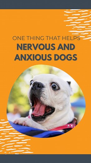 This viral dog video with 7.2m views teaches ONE essential lesson for anyone with a nervous dog. Check it out. Anxious dogs feel like everything is unpredictable and random. That's why teaching them that they have AGENCY is key to confidence building. That their behaviour can change the environment, and change the behaviour of others - people, and dogs. Now, I'm not suggesting you learn interpretive dance to help your nervous pup. Instead, teach them they can have anything they want - food, affe