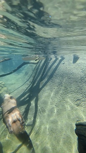 An otter underwater. 🦦💦 #otter #otters #zoo #animals #wichita #kansas #zoolife #zooanimals | Sedgwick County Zoo