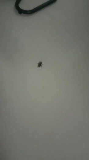 🪳 How Kids Are Overcoming the Fear of Cockroaches! 🧒😱