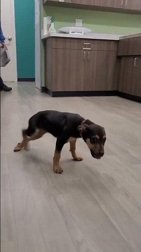hap hap happy dog - hap, hap, happy dog, happy happy happy dog #shorts
