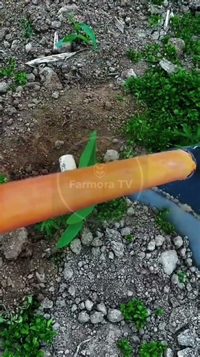 Satisfying Corn Weeding: The Ultimate Rhythmic Hoeing Technique! 🌽⛏️ #farmoratv #nature #asmr