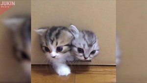 722K views · 14 reactions | It's a never-ending box of kittens! | TCPalm | Facebook