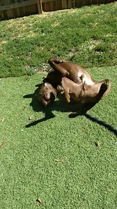 This little baby is 10 month old Rooster! He's such a sweet boy and loves snuggling up. He loves stuffies and is potty trained. Mr. Rooster recently had leg surgery because he was hit by a car. He's doing very well and still has such a playful and happy spirit! #LGB #notyouraverageshelter #adoptdontshop #foster #myfavoritebreedisrescued #kansascity ❤ Forms link to adopt and foster https://www.alwaysandfurever.org/forms/ ❤ | Always & Furever Midwest Animal Sanctuary