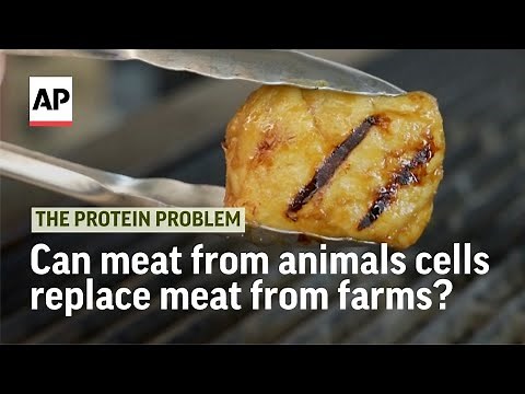 Can 'lab-grown' meat from animal cells replace meat from farms? | The Protein Problem