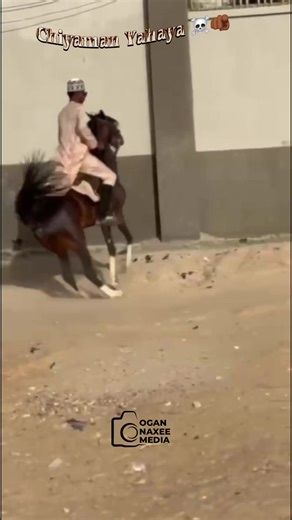 #@_oga_naxee @yahaya #horse #goviral #trend #viraltiktok #trendingvideo