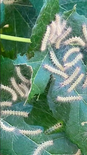 アメリカシロヒトリの毛虫が沢山いたよ‼︎