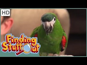 Finding Stuff Out – "Language & Communication" Season 1, Episode 4 (FULL EPISODE)