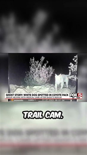 This Dog Was Dumped as a Puppy and Adopted By a Pack of Coyotes