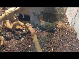 2023-08-24 Feeding my burm - live feeding rabbit - full - P1/3 hunt & kill - scream WARNING
