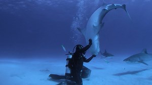 133K views · 2.9K reactions | #SharkWeek: Breaking new ground since 1988! Presented by Joe's Crab Shack. | Shark Week | Facebook