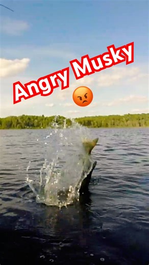 BIG Musky Fights HARD at the Net! Monster HEAD SHAKES! #fishing #muskyfishing #muskie #muskylures