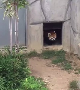 Pokémon battle: Red Panda vs.Rock | Pawsome Planet