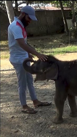 Baby Elephant Separated From Its Mother 😢🐘 | Heartbreaking Moment in the Wild
