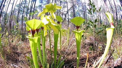 15 Plants with Incredible Survival Mechanisms