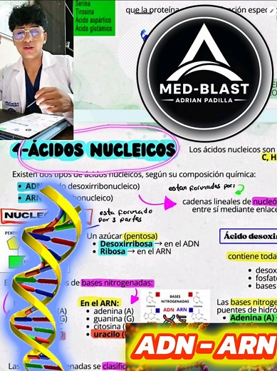 Nucleótidos y Ácidos Nucleicos: Claves para Estudiantes de Medicina
