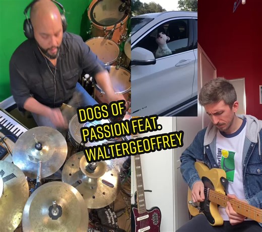 Passionate Singing French Bulldog Duet | Musical Pets Compilation