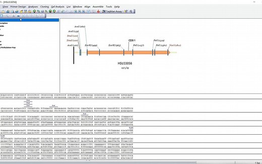 Vector NTI 11.5.3 序列分析 如何下载并安装,适合新手的
